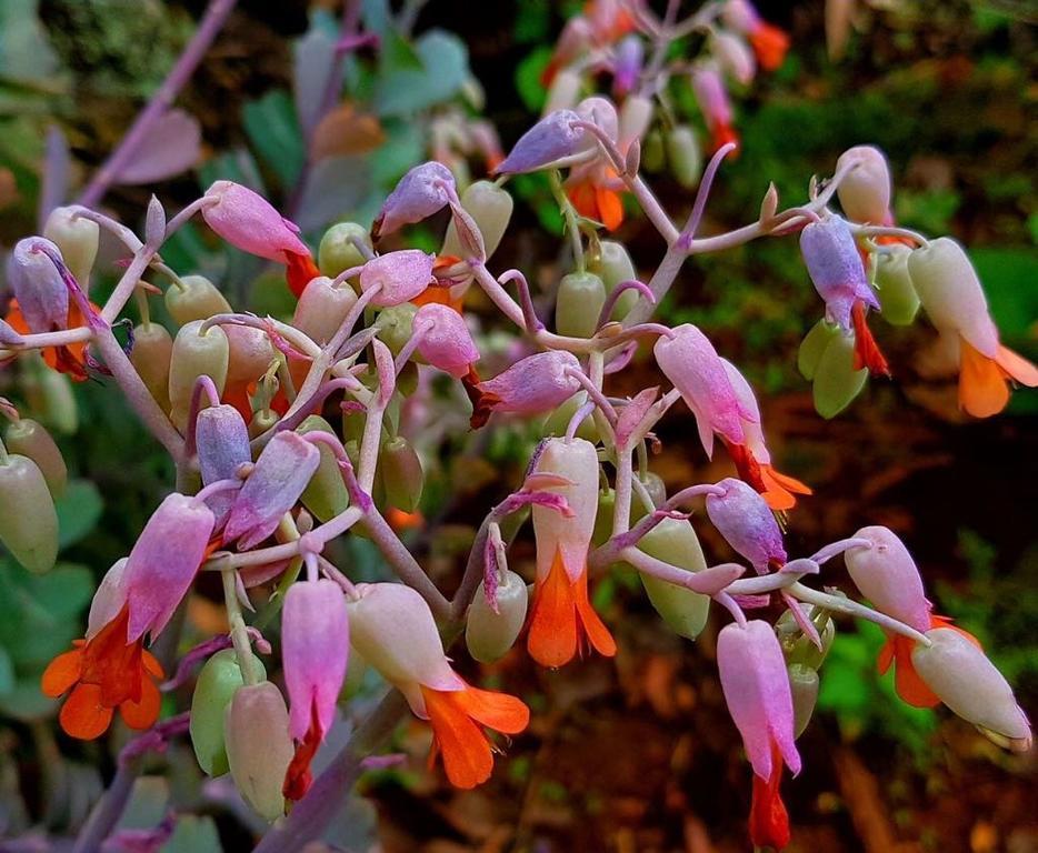 Morada Dos Elfos Villa Vale do Capao Eksteriør billede